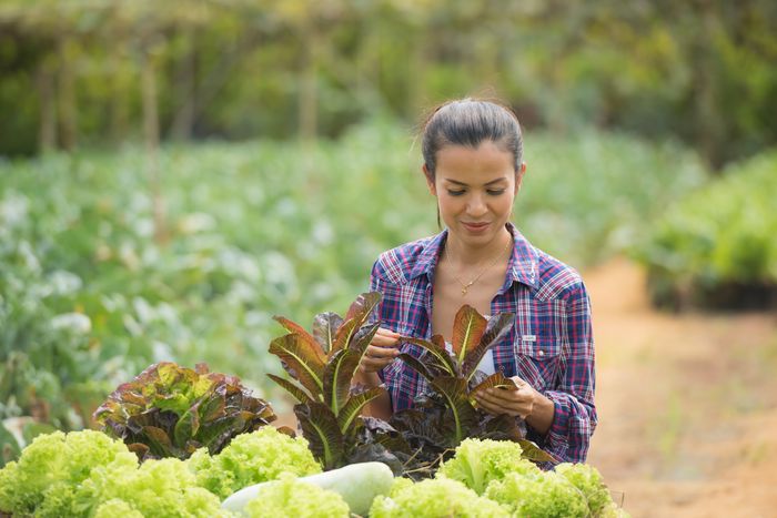 Persona revisando el cultivo